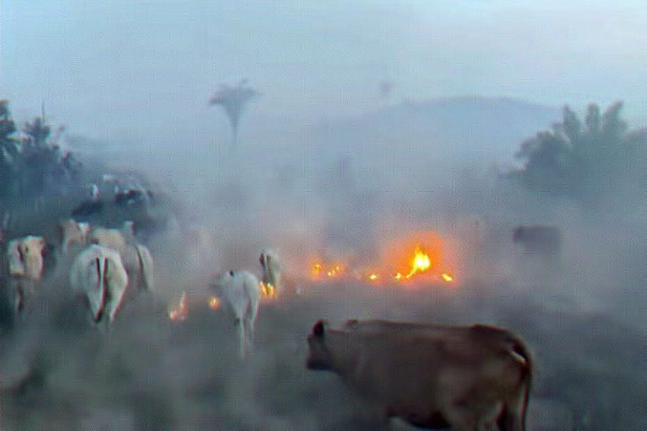 Gado contorna incêndio na Fazenda Três Quedas | Imagem reprodução meramente ilustrativa