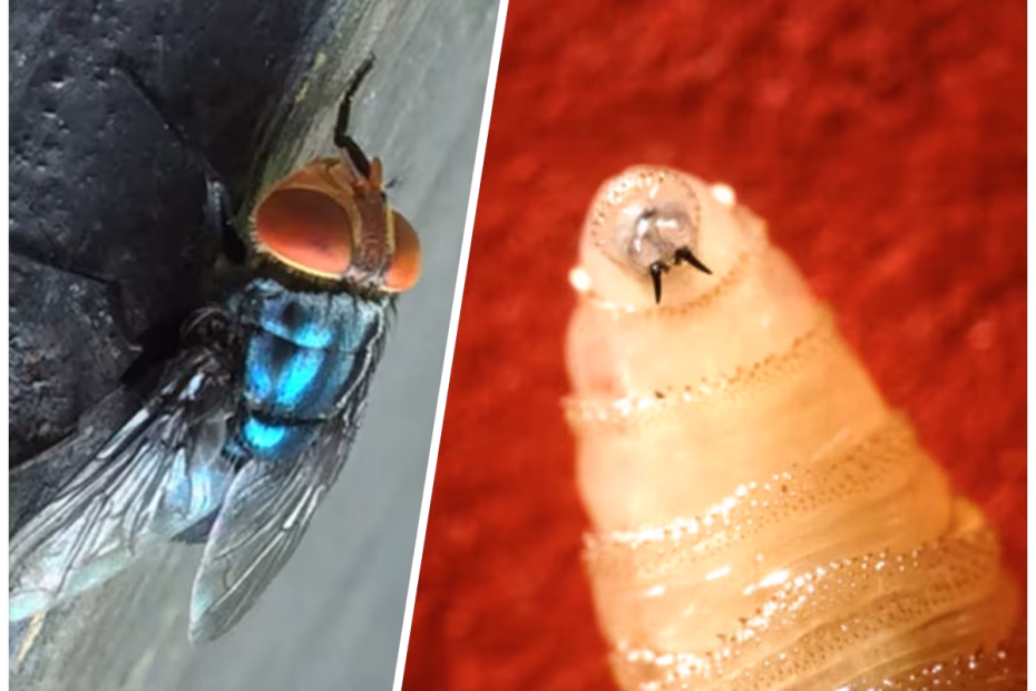 Uma mosca adulta da larva da bicheira do Novo Mundo (E) / Uma larva da bicheira do Novo Mundo (D) | Foto: Denise Bonilla/Serviço de Pesquisa Agrícola do USDA via AP